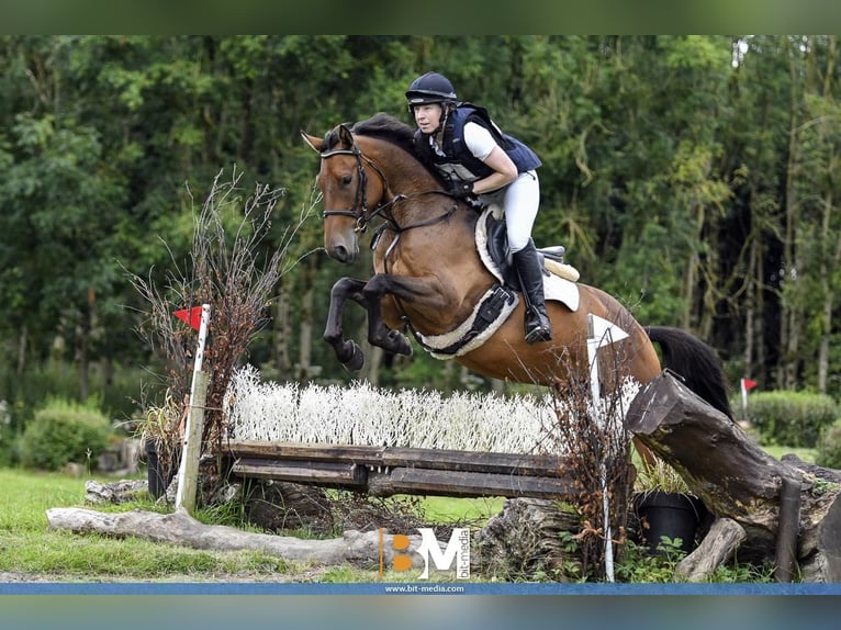 Caballo de deporte irlandés Caballo castrado 6 años 166 cm Castaño in Filderstadt