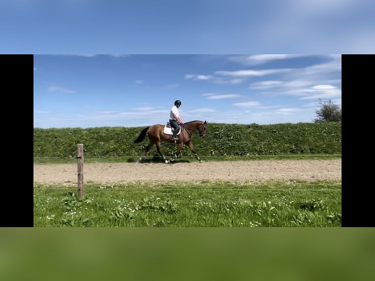 Caballo de deporte irlandés Caballo castrado 6 años 166 cm Castaño rojizo in Sligo