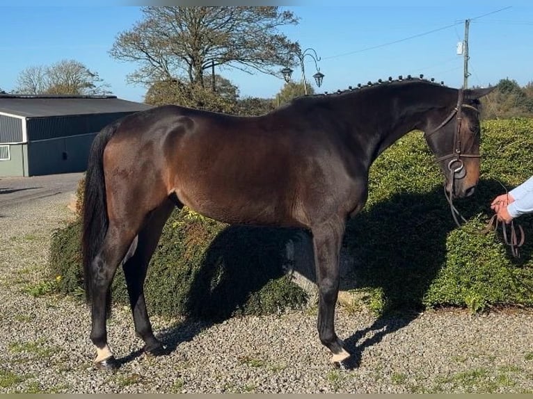 Caballo de deporte irlandés Caballo castrado 6 años 166 cm Castaño rojizo in Co.Sligo