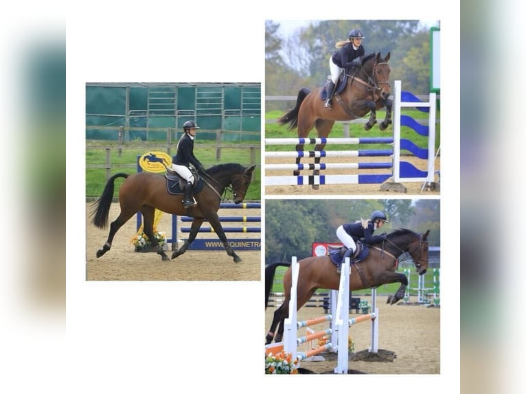 Caballo de deporte irlandés Caballo castrado 6 años 167 cm Castaño in Wächtersbach