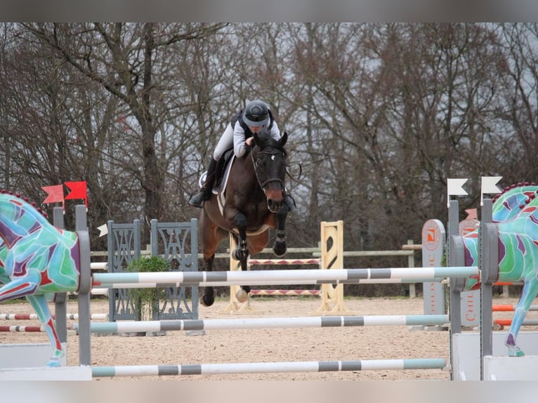 Caballo de deporte irlandés Caballo castrado 6 años 167 cm Morcillo in Poncins
