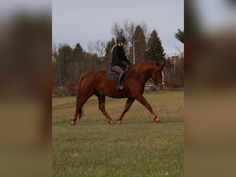 Caballo de deporte irlandés Caballo castrado 6 años 168 cm Alazán-tostado in Howell