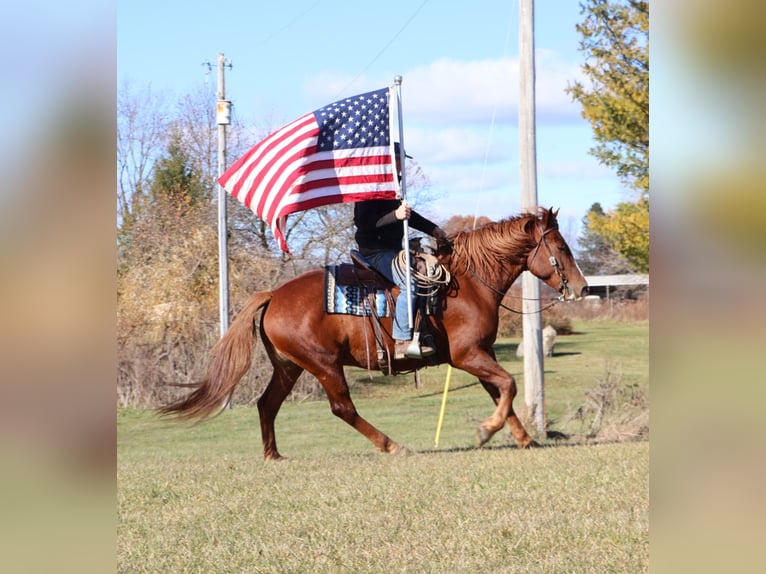 Caballo de deporte irlandés Caballo castrado 6 años 168 cm Alazán-tostado in Howell
