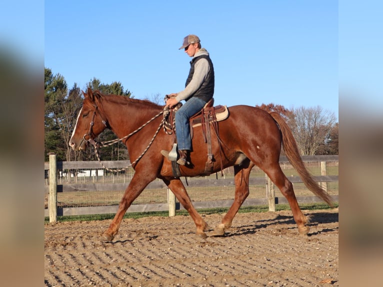 Caballo de deporte irlandés Caballo castrado 6 años 168 cm Alazán-tostado in Howell