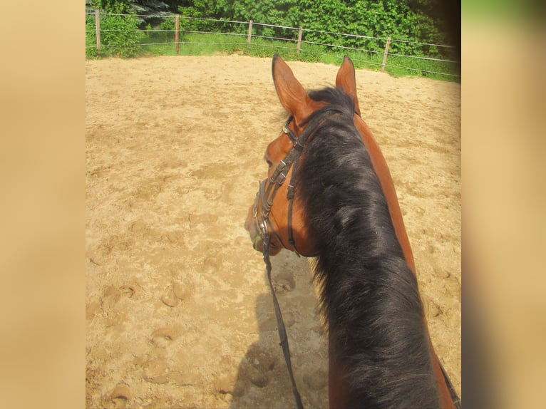 Caballo de deporte irlandés Caballo castrado 6 años 168 cm Castaño in Velpke