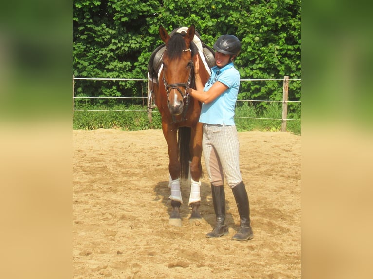 Caballo de deporte irlandés Caballo castrado 6 años 168 cm Castaño in Velpke