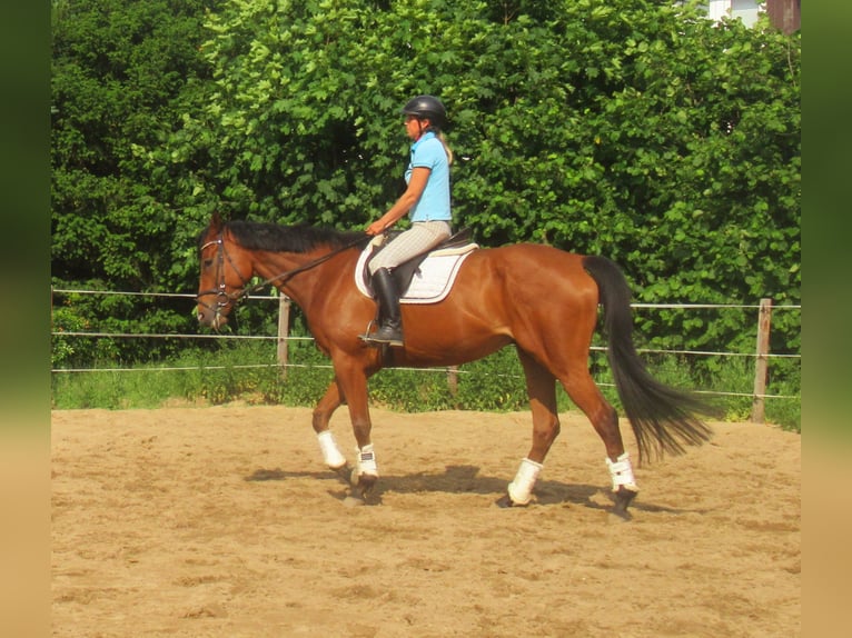 Caballo de deporte irlandés Caballo castrado 6 años 168 cm Castaño in Velpke