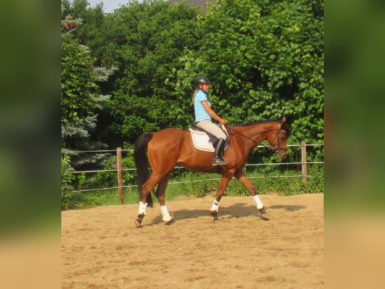 Caballo de deporte irlandés Caballo castrado 6 años 168 cm Castaño in Velpke