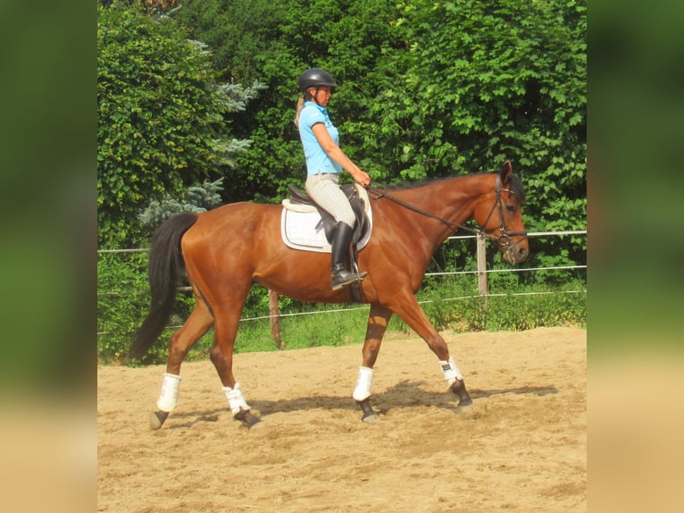 Caballo de deporte irlandés Caballo castrado 6 años 168 cm Castaño in Velpke