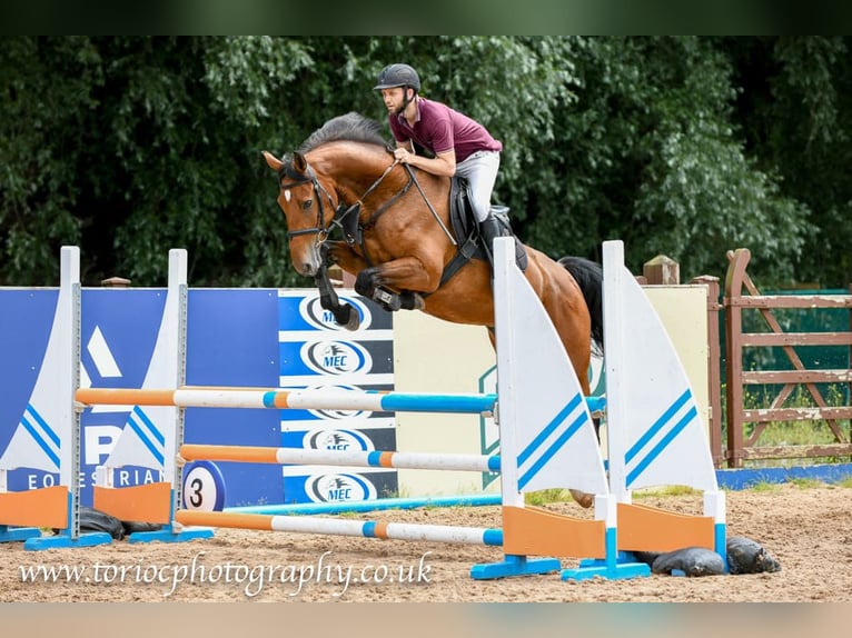 Caballo de deporte irlandés Caballo castrado 6 años 168 cm Castaño in Wijchmaal