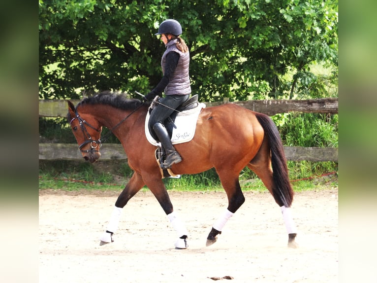 Caballo de deporte irlandés Mestizo Caballo castrado 6 años 168 cm Castaño oscuro in Uelsen