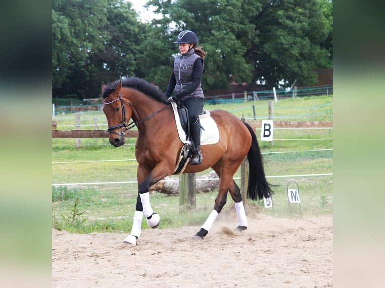 Caballo de deporte irlandés Mestizo Caballo castrado 6 años 168 cm Castaño oscuro in Uelsen