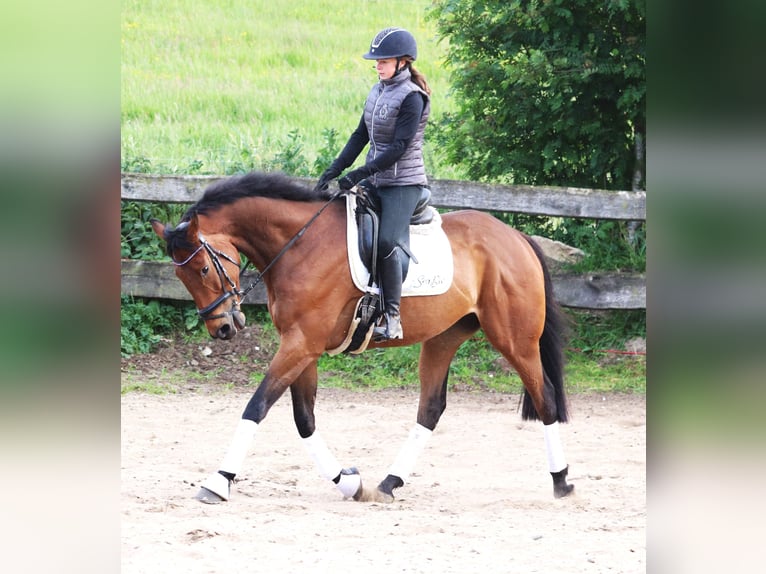 Caballo de deporte irlandés Mestizo Caballo castrado 6 años 168 cm Castaño oscuro in Uelsen
