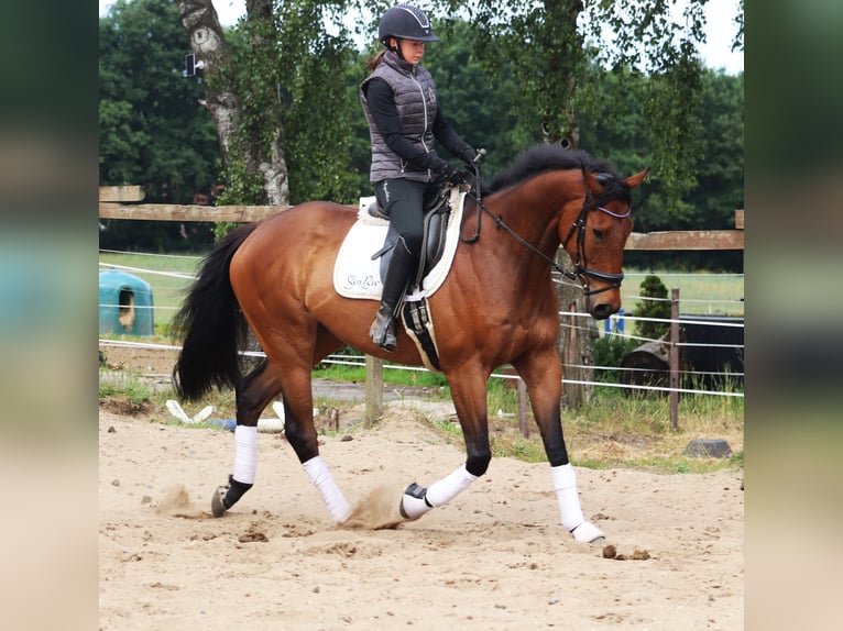 Caballo de deporte irlandés Mestizo Caballo castrado 6 años 168 cm Castaño oscuro in Uelsen