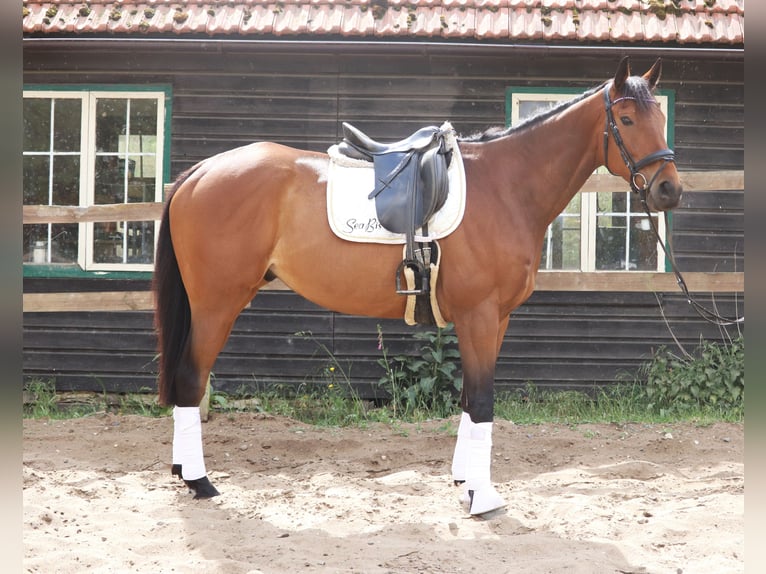 Caballo de deporte irlandés Mestizo Caballo castrado 6 años 168 cm Castaño oscuro in Uelsen