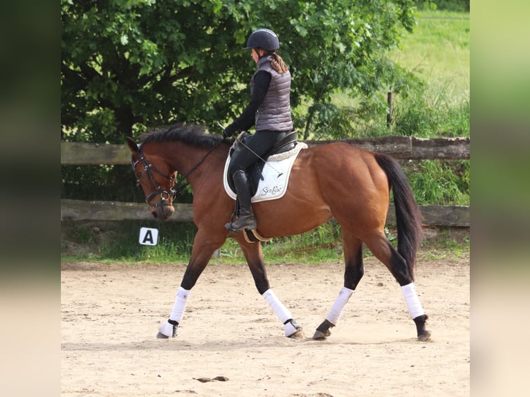 Caballo de deporte irlandés Mestizo Caballo castrado 6 años 168 cm Castaño oscuro in Uelsen
