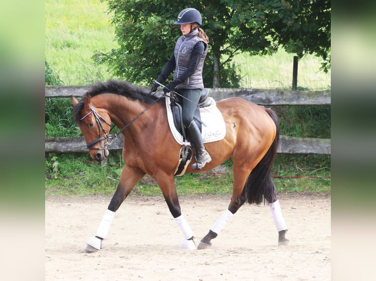 Caballo de deporte irlandés Mestizo Caballo castrado 6 años 168 cm Castaño oscuro in Uelsen