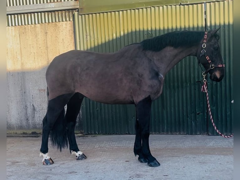 Caballo de deporte irlandés Caballo castrado 6 años 168 cm Castaño oscuro in Sligo