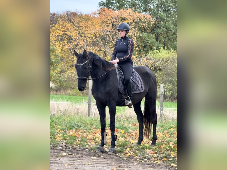 Caballo de deporte irlandés Caballo castrado 6 años 168 cm Negro in W&#xFC;lperode