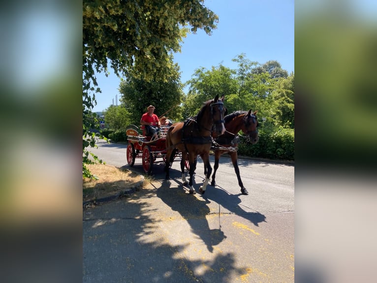 Caballo de deporte irlandés Caballo castrado 6 años 169 cm Castaño in Oerel