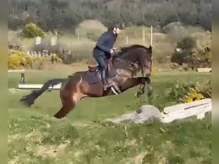 Caballo de deporte irlandés Caballo castrado 6 años 169 cm Castaño oscuro in Hof