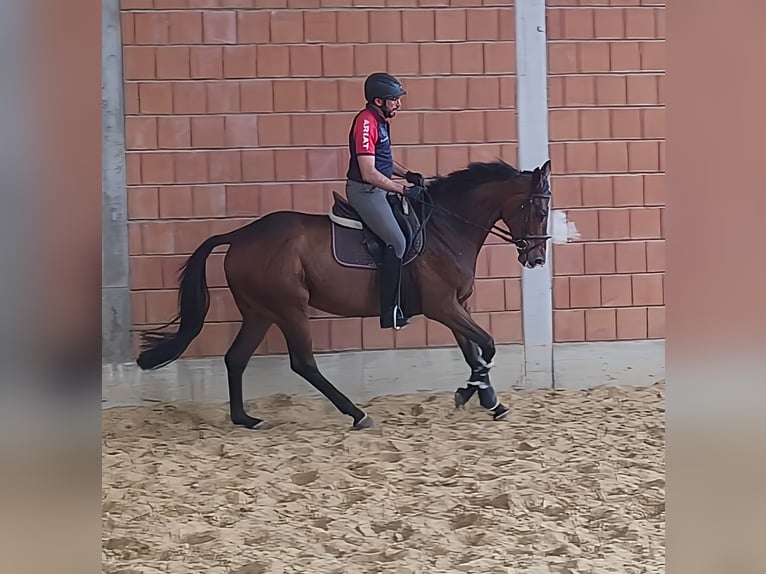 Caballo de deporte irlandés Caballo castrado 6 años 170 cm Castaño in Lage