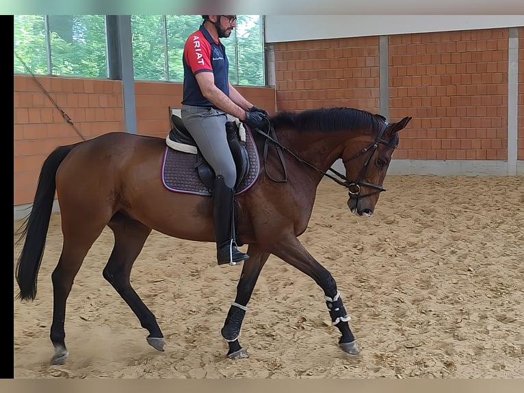 Caballo de deporte irlandés Caballo castrado 6 años 170 cm Castaño in Lage