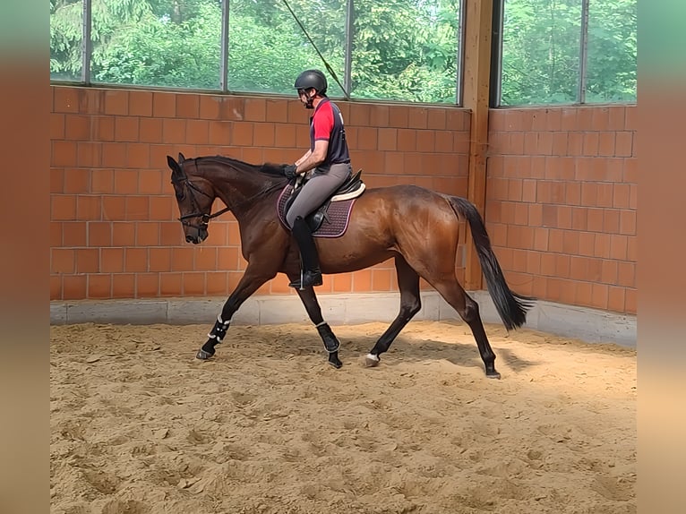 Caballo de deporte irlandés Caballo castrado 6 años 170 cm Castaño in Lage