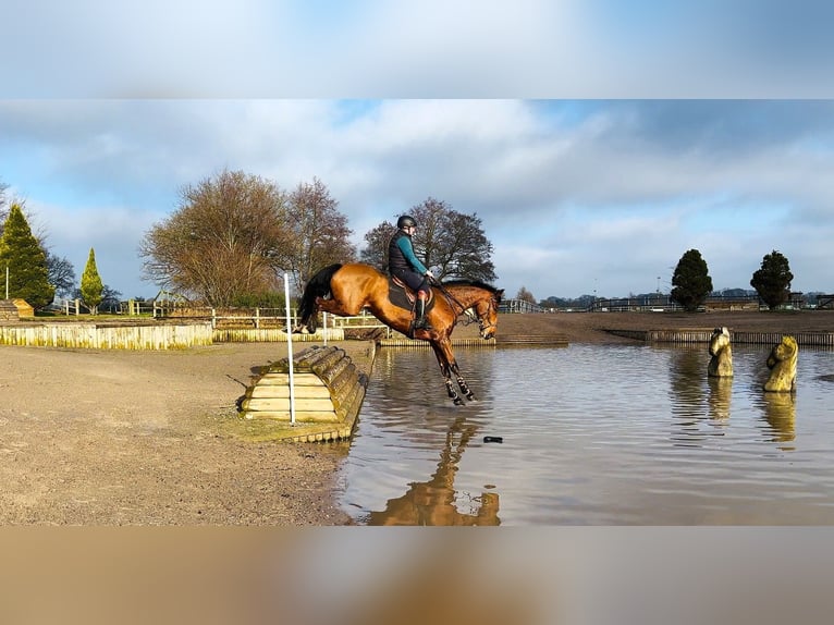 Caballo de deporte irlandés Caballo castrado 6 años 172 cm Castaño rojizo in Huddersfield