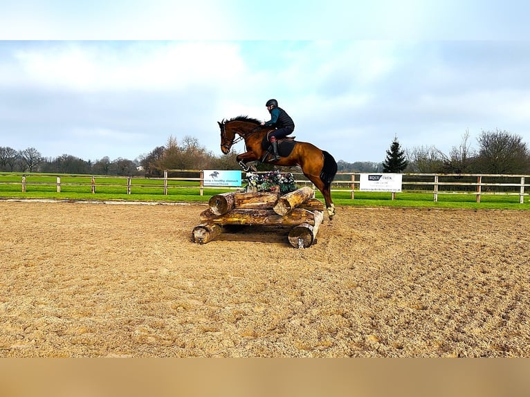 Caballo de deporte irlandés Caballo castrado 6 años 172 cm Castaño rojizo in Huddersfield