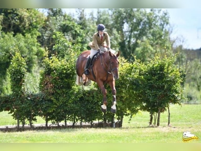 Caballo de deporte irlandés Caballo castrado 6 años 173 cm Alazán-tostado in Richmond, Virginia