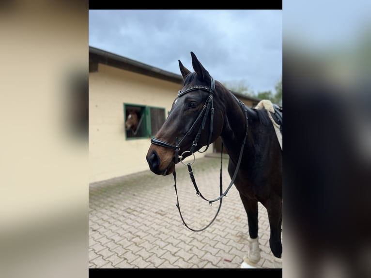 Caballo de deporte irlandés Caballo castrado 6 años 173 cm Castaño in Erbes Büdesheim