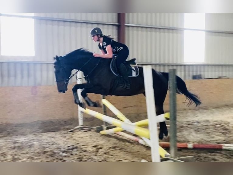 Caballo de deporte irlandés Caballo castrado 6 años 173 cm Castaño in Sligo