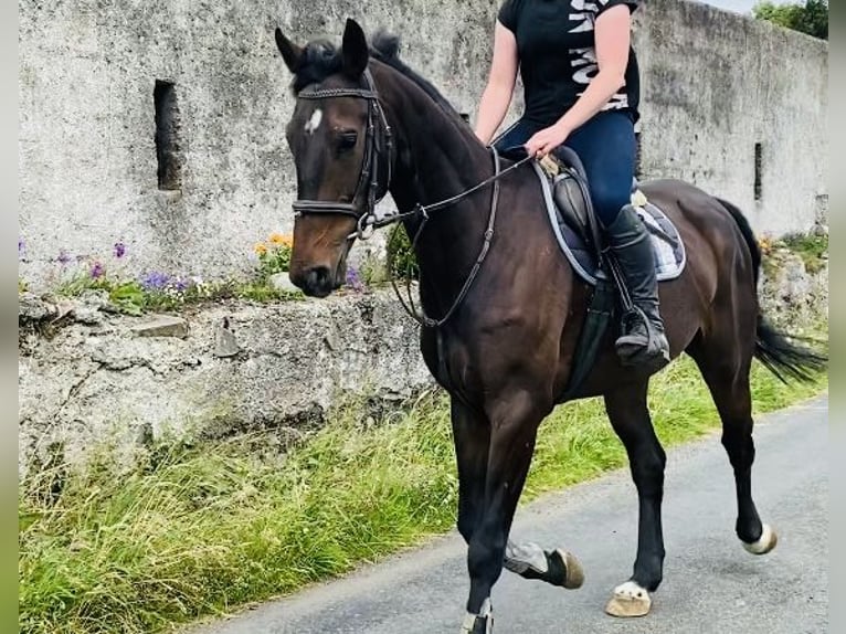 Caballo de deporte irlandés Caballo castrado 6 años 173 cm Castaño in Sligo