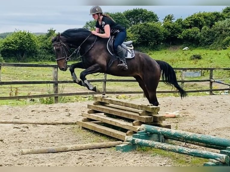 Caballo de deporte irlandés Caballo castrado 6 años 173 cm Castaño in Sligo