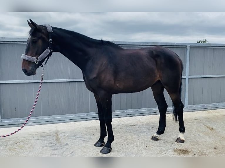 Caballo de deporte irlandés Caballo castrado 6 años 173 cm Castaño in Sligo