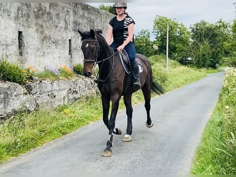 Caballo de deporte irlandés Caballo castrado 6 años 173 cm Castaño in Sligo