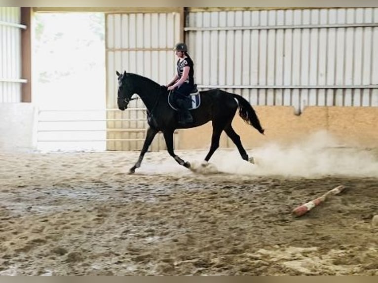 Caballo de deporte irlandés Caballo castrado 6 años 173 cm Castaño in Sligo