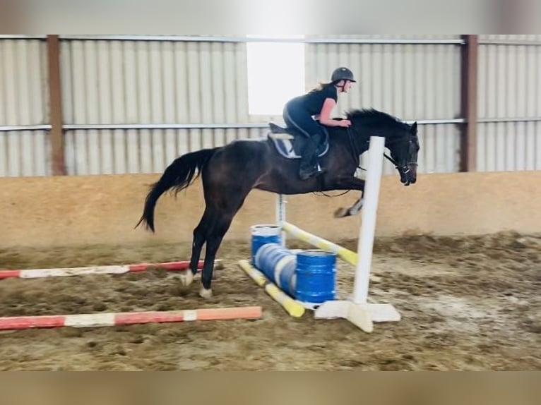 Caballo de deporte irlandés Caballo castrado 6 años 173 cm Castaño in Sligo