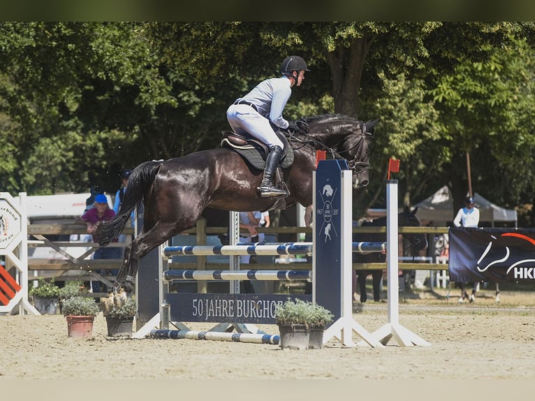 Caballo de deporte irlandés Caballo castrado 6 años 174 cm Negro in Riedstadt