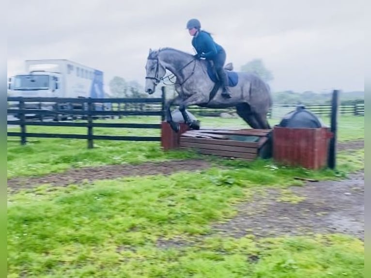 Caballo de deporte irlandés Caballo castrado 6 años 174 cm Tordo in Sligo