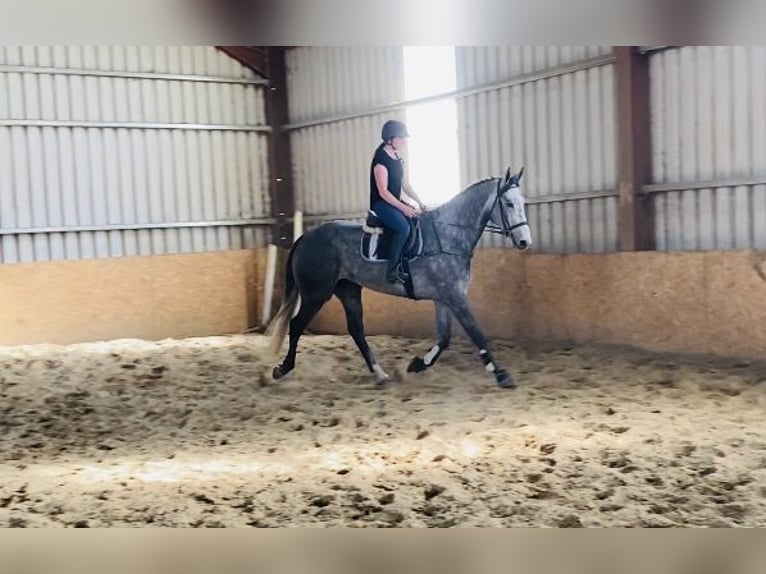 Caballo de deporte irlandés Caballo castrado 6 años 174 cm Tordo in Sligo