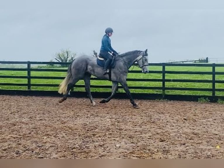 Caballo de deporte irlandés Caballo castrado 6 años 174 cm Tordo in Sligo