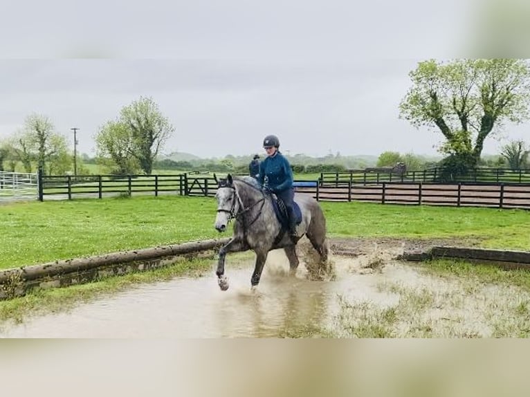 Caballo de deporte irlandés Caballo castrado 6 años 174 cm Tordo in Sligo