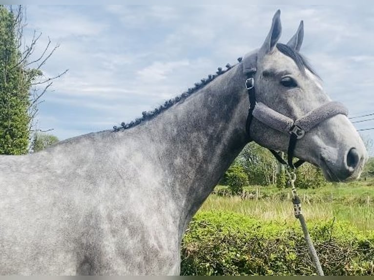 Caballo de deporte irlandés Caballo castrado 6 años 174 cm Tordo in Sligo