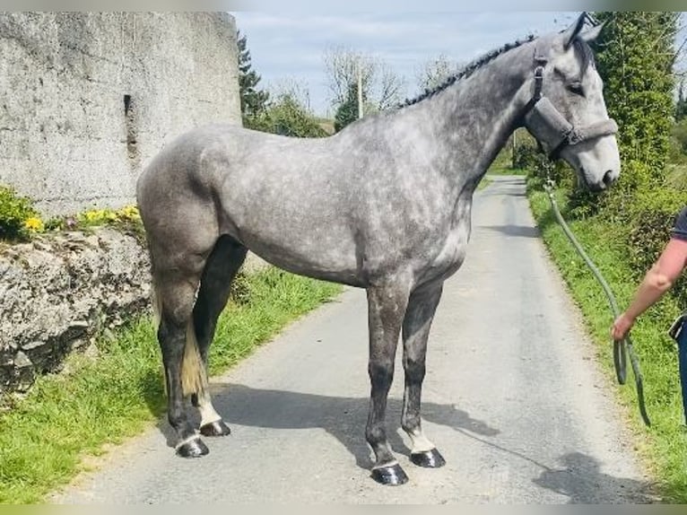 Caballo de deporte irlandés Caballo castrado 6 años 174 cm Tordo in Sligo