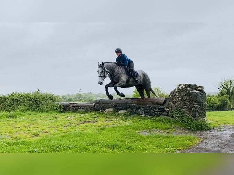 Caballo de deporte irlandés Caballo castrado 6 años 174 cm Tordo in Sligo