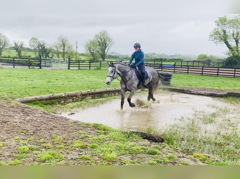 Caballo de deporte irlandés Caballo castrado 6 años 174 cm Tordo in Sligo