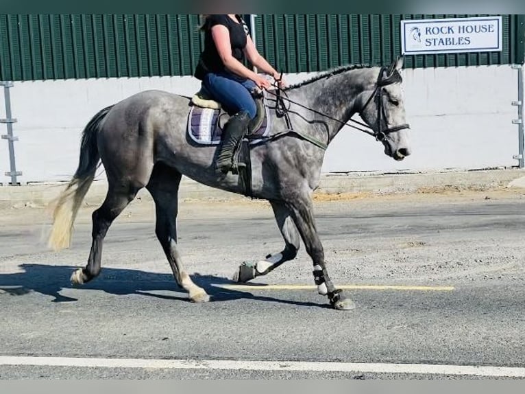 Caballo de deporte irlandés Caballo castrado 6 años 174 cm Tordo in Sligo