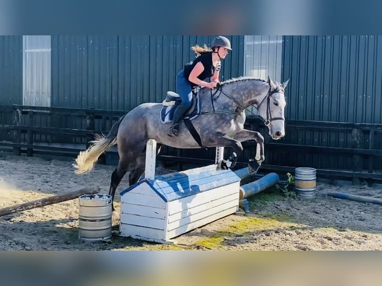 Caballo de deporte irlandés Caballo castrado 6 años 174 cm Tordo in Sligo